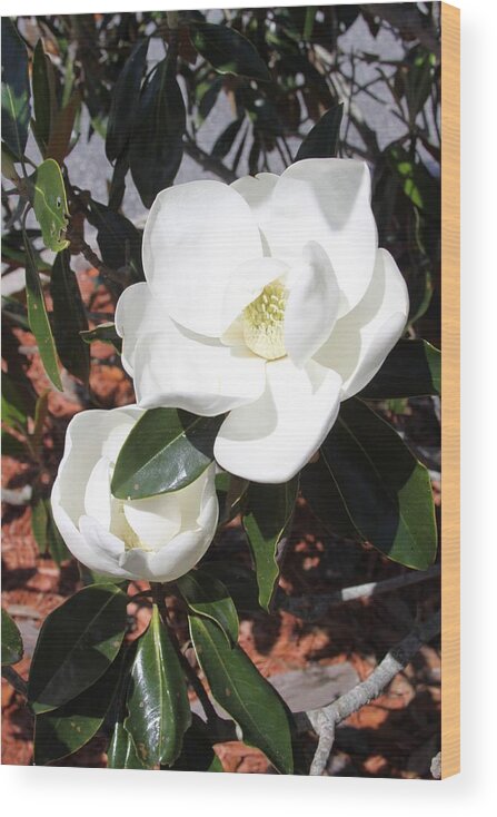 Southern Magnolia Blossoms Wood Print featuring the photograph SoSouthern Magnolia Blossoms by Philip And Robbie Bracco