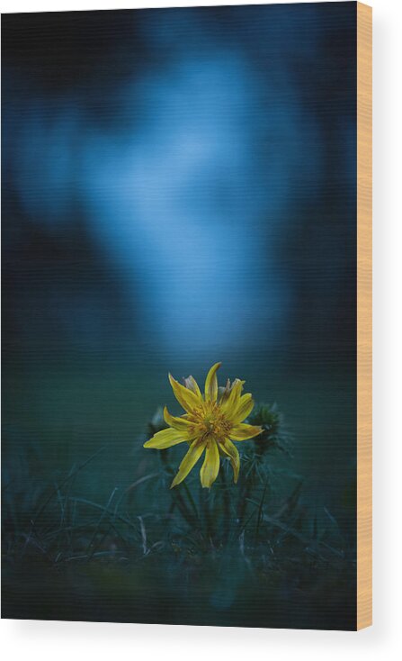 Vertical Wood Print featuring the photograph Spring Adonis 1 by Bjoern Alicke