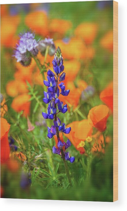 Superbloom Wood Print featuring the photograph Spring Delight - Superbloom 2019 by Lynn Bauer