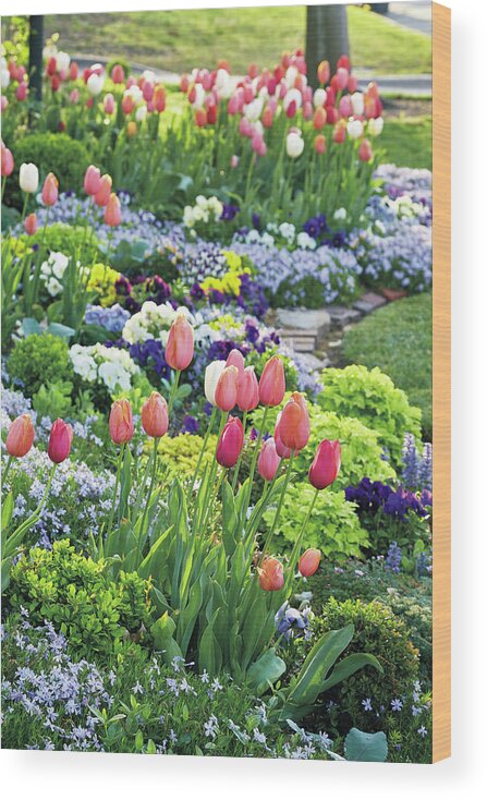 Flowers Wood Print featuring the photograph Spring Tulips by Garden Gate magazine