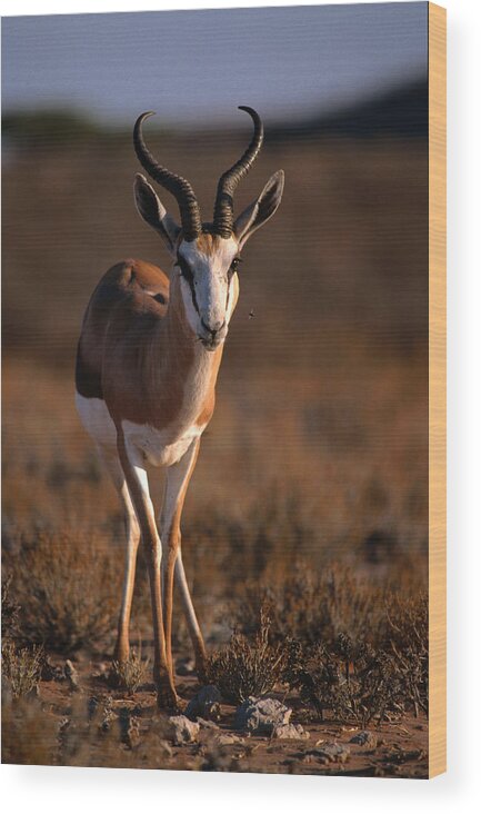 Northern Cape Province Wood Print featuring the photograph Springbok, Kgalagadi Transfrontier Park by Lonely Planet
