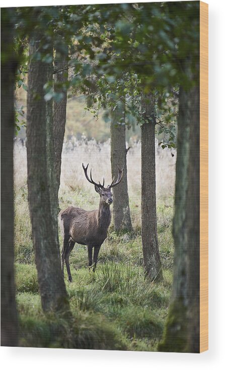 Scenics Wood Print featuring the photograph Stag In The Forest by Niels Busch