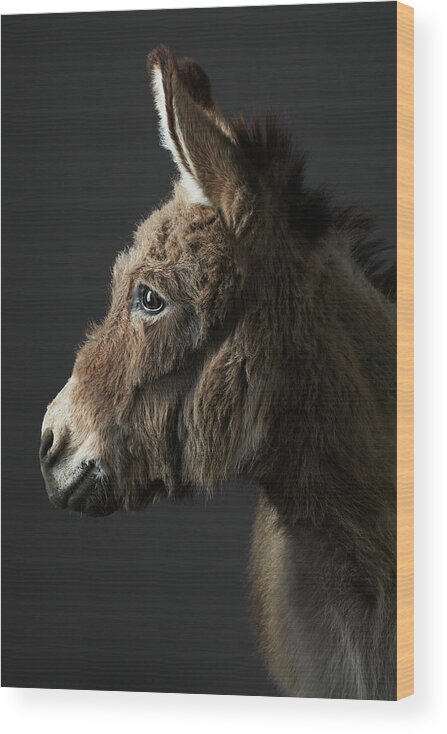 Working Animal Wood Print featuring the photograph Stanley The Donkey by Peter Samuels