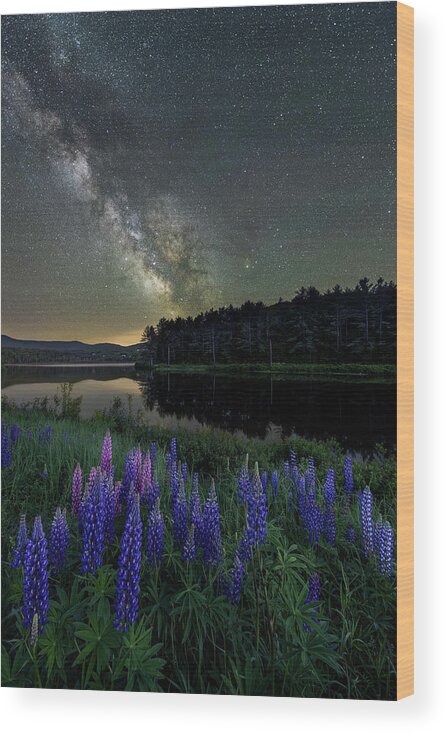 Star Lupines Wood Print featuring the photograph Star Lupines by Michael Blanchette Photography