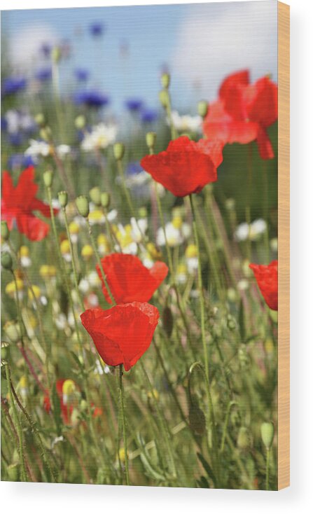 Flowerbed Wood Print featuring the photograph Summer Meadow With Poppy Cornflower by Schmitzolaf