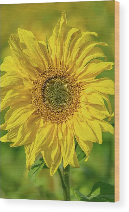 Sunflower Wood Print featuring the photograph Sunflower by Cora Niele