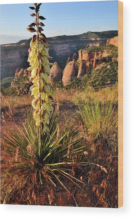 Colorado National Monument Wood Print featuring the photograph Sunrise on Blooming Yucca above Coke Ovens by Ray Mathis