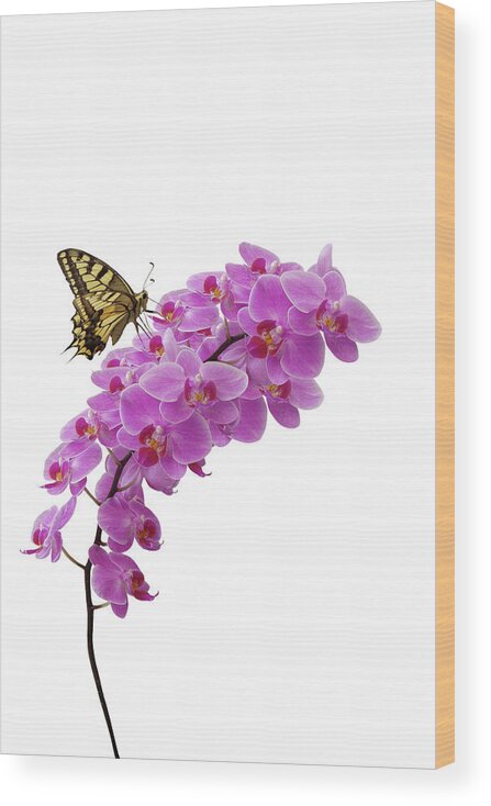 White Background Wood Print featuring the photograph Swallowtail Butterly On Orchid by Photographerolympus