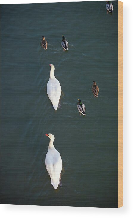 Animal Themes Wood Print featuring the photograph Swans And Ducks On Main River by Richard I'anson