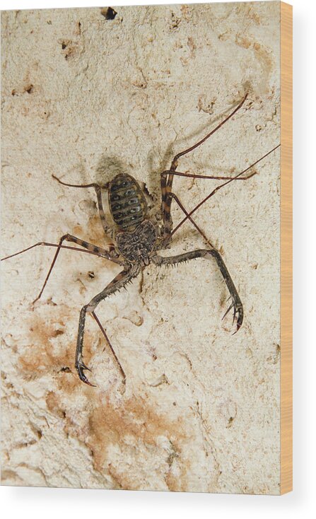 Africa Wood Print featuring the photograph Tailless Whip Scorpion by Ivan Kuzmin