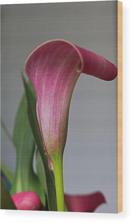 Calla Lily Wood Print featuring the photograph Take Chances by Michiale Schneider