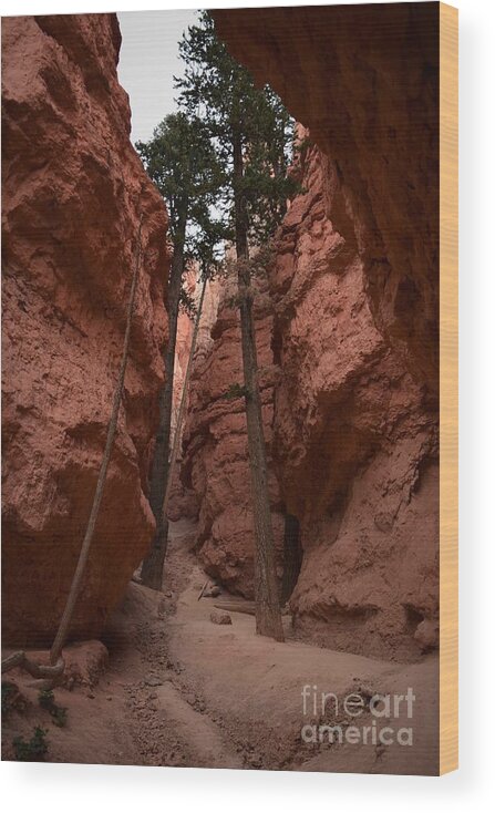Utah Wood Print featuring the photograph The Chapel, Bryce Canyon by Leslie M Browning