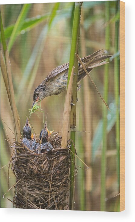 Acrocephalus Wood Print featuring the photograph The Great Reed Warbler, Acrocephalus Arundinaceus by Petr Simon