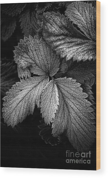 Botanical Wood Print featuring the photograph Thoughts of Winter by Venetta Archer