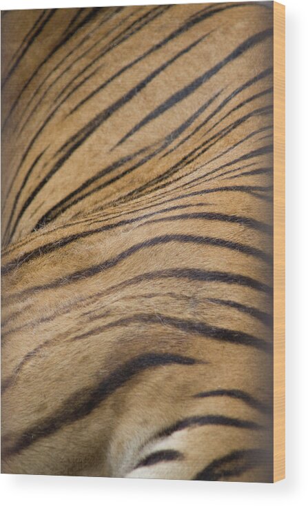 Ombord aftale mini Tiger Stripes Wood Print by Www.flickr.com/bslmmrs - Photos.com