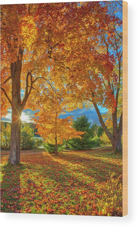 New England Fall Foliage Wood Print featuring the photograph Tree Magic by Juergen Roth