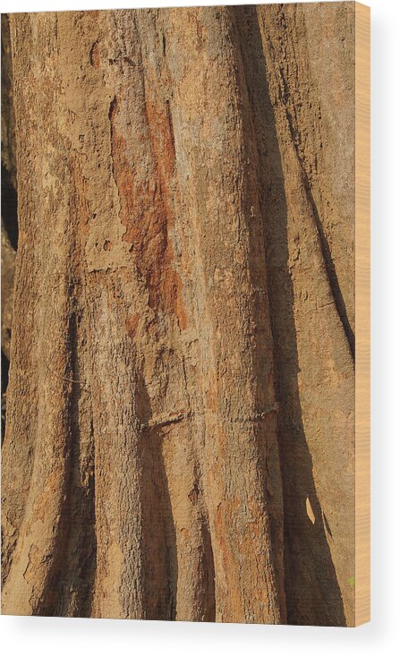 Cambodia Wood Print featuring the photograph Tree trunk and bark of Chambak by Steve Estvanik