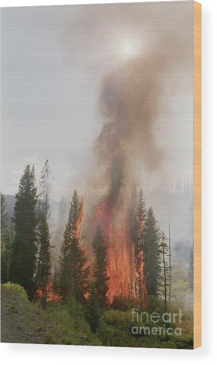 1980-1989 Wood Print featuring the photograph Trees Burning In Forest Fire by Bettmann