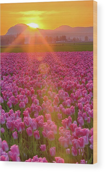 Flower Wood Print featuring the photograph Tulip Sunset by Briand Sanderson