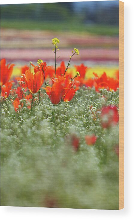 Orange Color Wood Print featuring the photograph Tulips In A Field At Wooden Shoe Tulip by Design Pics / Craig Tuttle