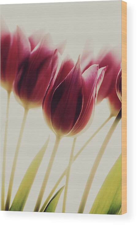 Flower Wood Print featuring the photograph Tulips by Rosalinde Philippin-lipscomb