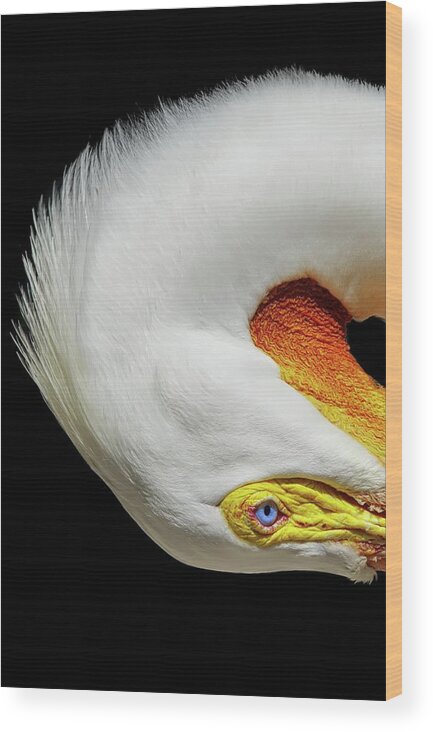 White Pelican Wood Print featuring the photograph Turn by Stoney Lawrentz