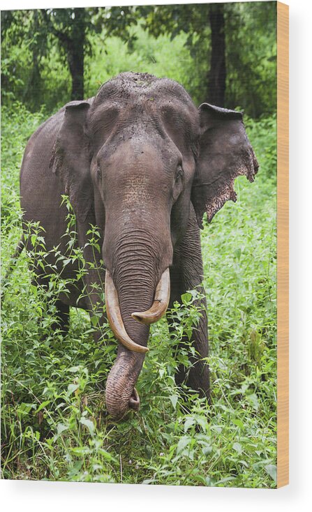 Grass Wood Print featuring the photograph Tusker Asian Elephant by Jeff A. Goldberg. Grayslake, Il. Usa.