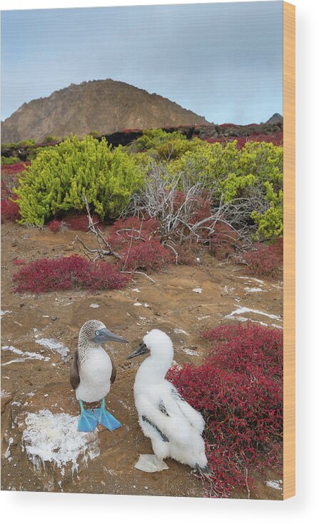 Plant Wood Print featuring the photograph Two Blue-footed Boobies , Parent And Chick, At Nesting Site by Tui De Roy / Naturepl.com