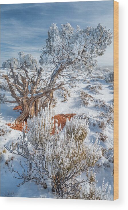 Jeff Foott Wood Print featuring the photograph Utah Juniper With Frost by Jeff Foott