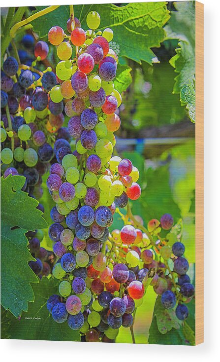 Grapes Wood Print featuring the photograph Veraison by Dale R Carlson