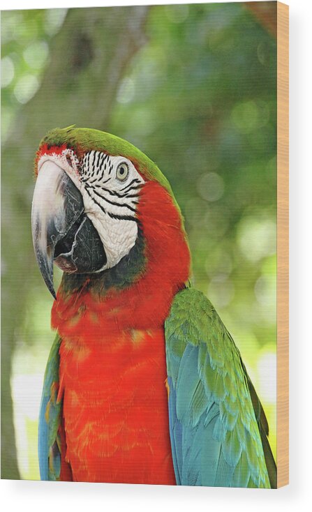 Macaw Wood Print featuring the photograph Vibrant Macaw by Debbie Oppermann