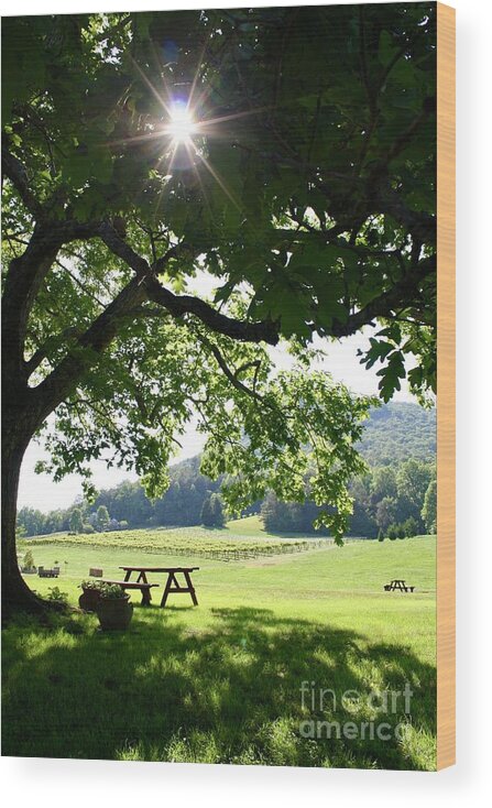 Stonewall Creek Vineyards Wood Print featuring the photograph Vineyard in Georgia by Flavia Westerwelle
