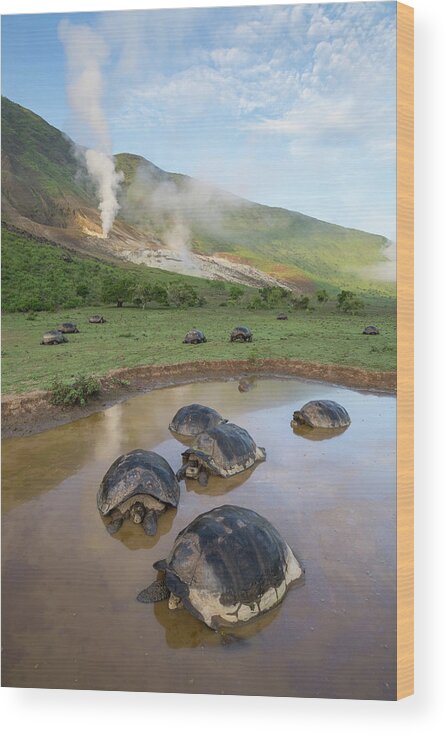 Animal Wood Print featuring the photograph Volcan Alcedo Tortoises Wallowing by Tui De Roy