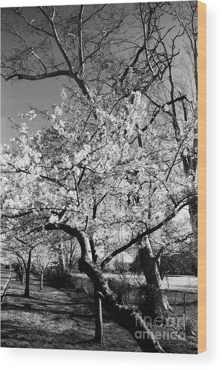 Cherry Blossoms Wood Print featuring the photograph Washington Springtime No.1 by Steve Ember