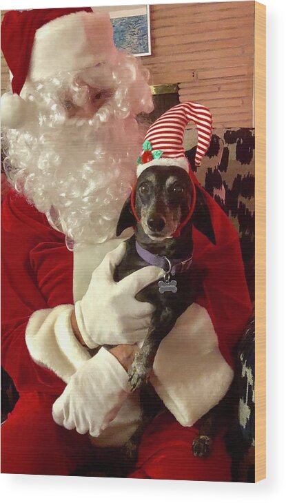  Wood Print featuring the photograph Weenie is not so sure about Santa by Richard Dennis