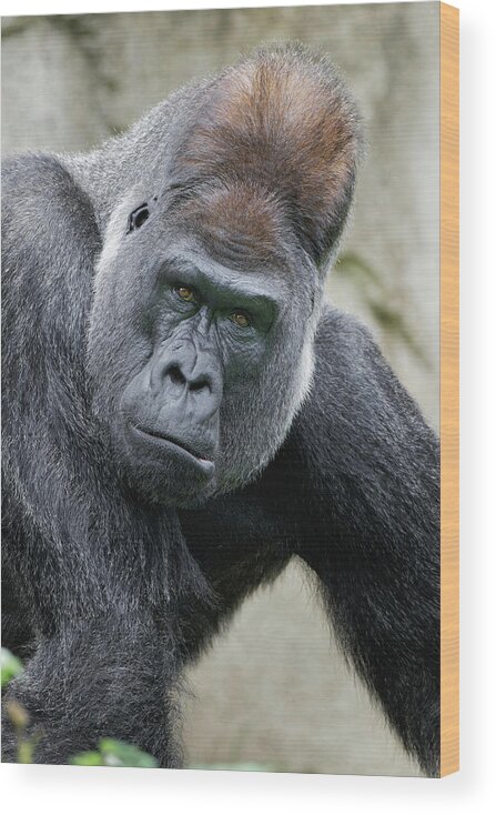 Adam Jones Wood Print featuring the photograph Western Gorilla, Cincinnati Zoo by Adam Jones