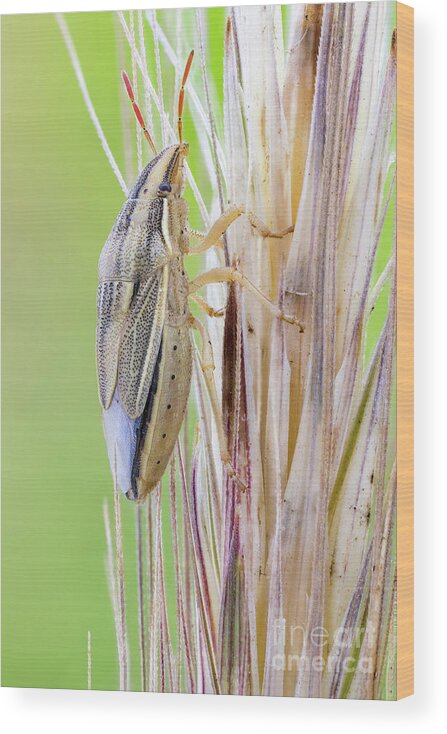 Wheat Stink Bug Wood Print featuring the photograph Wheat Stink Bug by Ozgur Kerem Bulur/science Photo Library