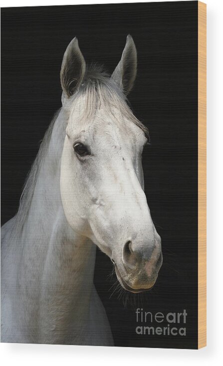 Horse Wood Print featuring the photograph White Horse by Winhorse