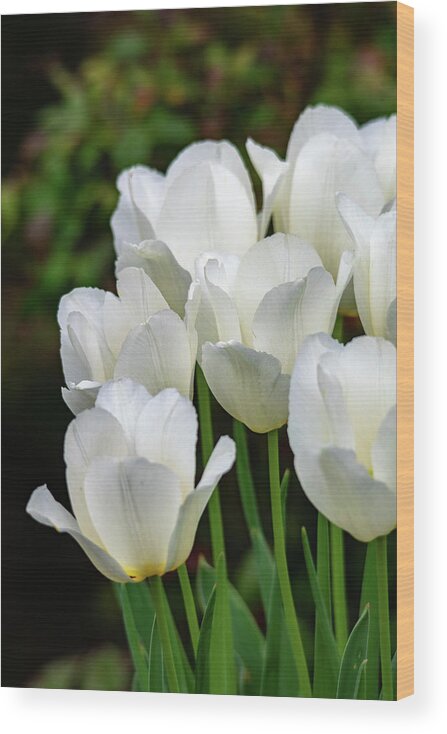 White Wood Print featuring the photograph White Tulips Vertical by Mary Ann Artz