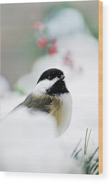 Chickadee Wood Print featuring the photograph White Winter Chickadee by Christina Rollo