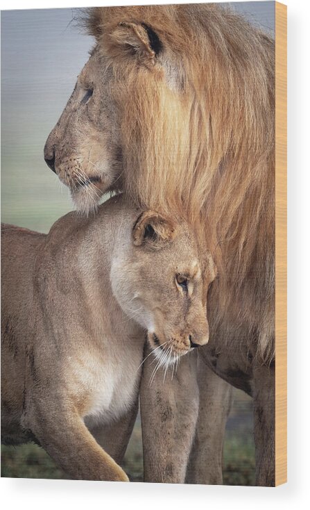 Lion Wood Print featuring the photograph Wild Love by Ali Khataw