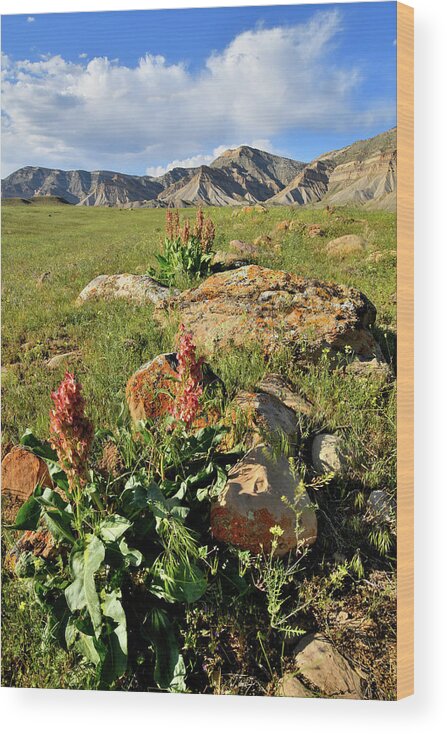 Book Cliffs Wood Print featuring the photograph Wildflower Blooms in Book Cliffs by Ray Mathis