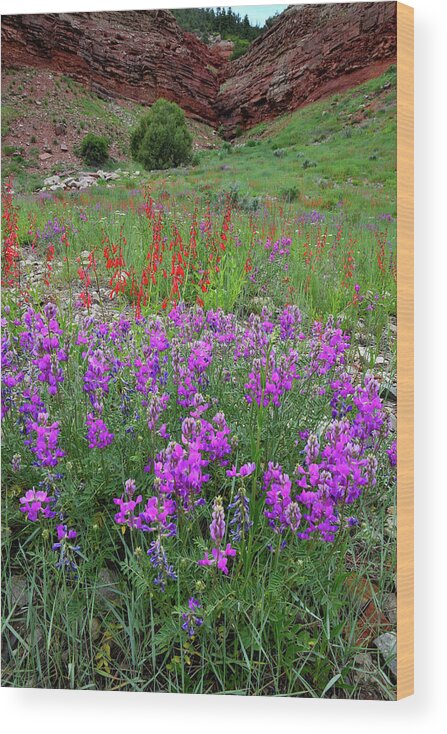 Colorado Wood Print featuring the photograph Wildflower Garden along Highway 145 by Ray Mathis