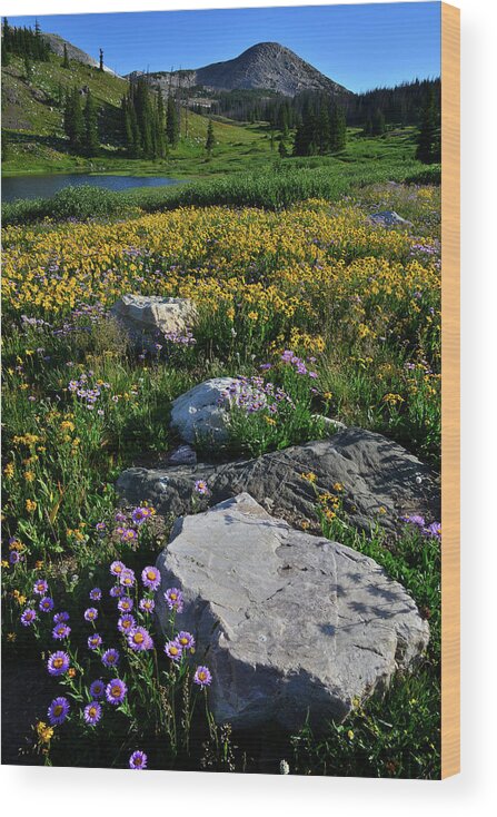 Snowy Range Mountains Wood Print featuring the photograph Wildflowers Bloom in Snowy Range by Ray Mathis