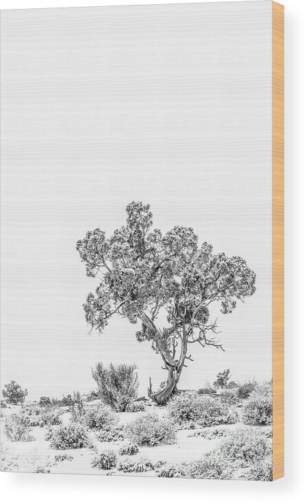 Tree Wood Print featuring the photograph Winter Bonsai by Melissa Lipton