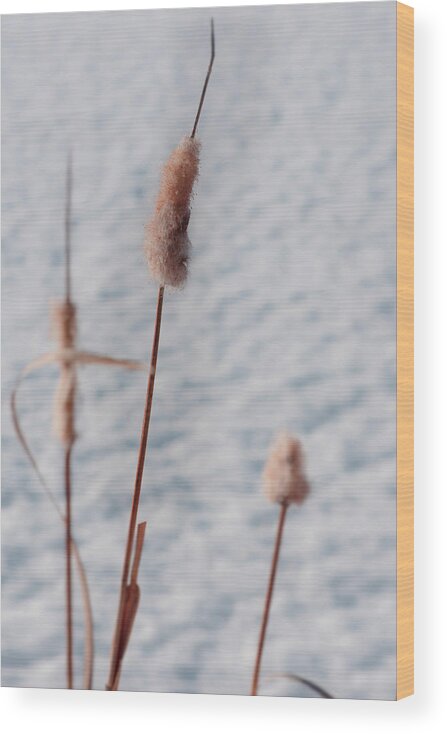 Snow Wood Print featuring the photograph Winter Cattails by Phil And Karen Rispin
