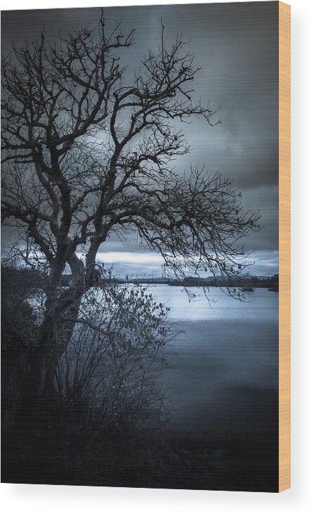 Tree Wood Print featuring the photograph Winter Tree by Mark Callanan