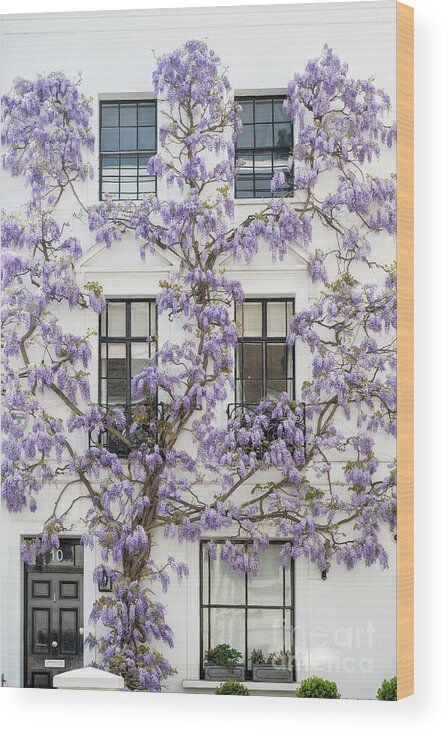Wisteria Sinensis Wood Print featuring the photograph Wisteria in Canning Place Kensington by Tim Gainey