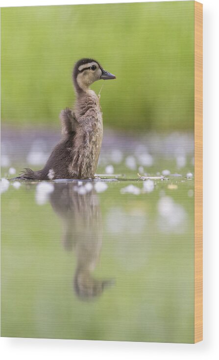 Wildlife Wood Print featuring the photograph Wood Duck Baby by Mircea Costina