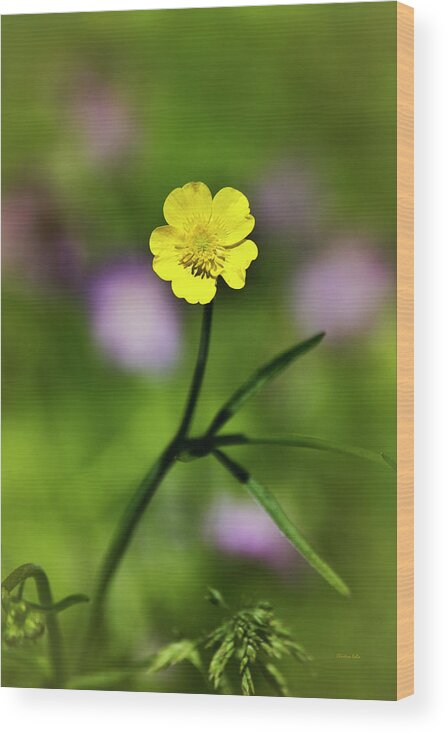 Buttercup Wood Print featuring the photograph Yellow Buttercup by Christina Rollo